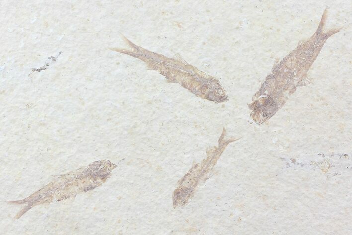 Multiple () Small Knightia Fossil Fish - Wyoming #77128